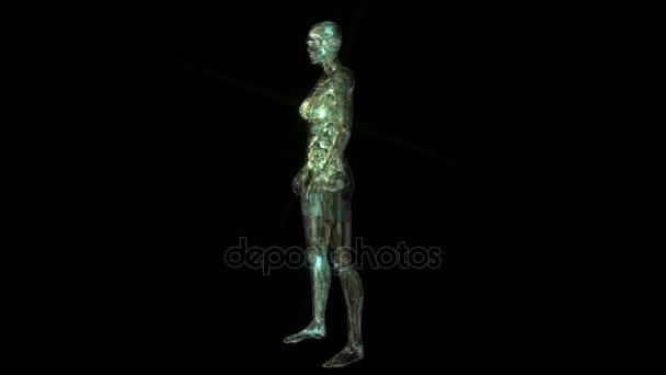 Animation 3D numérique de l'anatomie humaine 