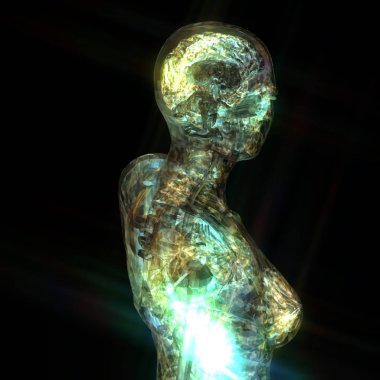 insan anatomisi 3D çizimi