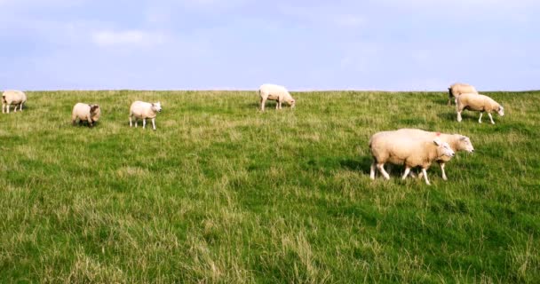 Cinematografische schapen op een dijk — Stockvideo