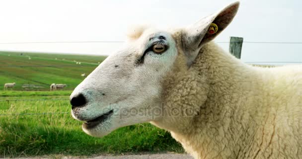 Cinematografische van een schaap op een dijk — Stockvideo