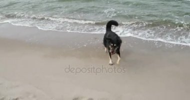 Köpek Almanya Baltık Denizi