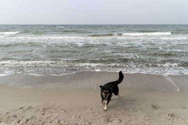 Almanya 'da Ahrenshoop yakınlarında Baltık Denizi Kıyısı