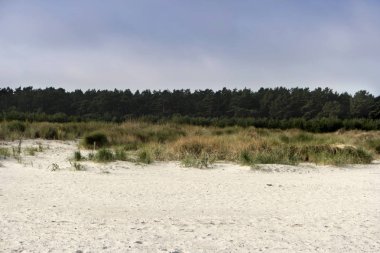 Almanya 'da Ahrenshoop yakınlarında Baltık Denizi Kıyısı