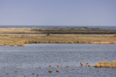 Geyikler, Almanya'da Darsser Ort