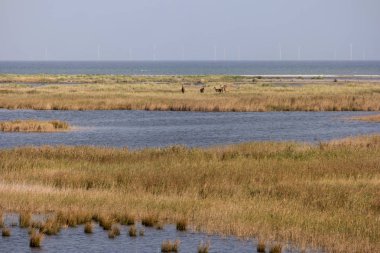 Geyikler, Almanya'da Darsser Ort