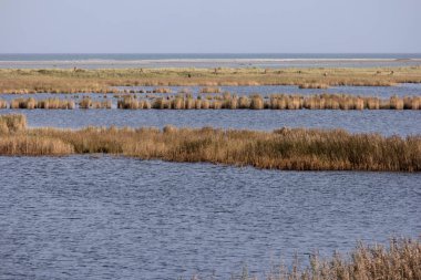 Geyikler, Almanya'da Darsser Ort