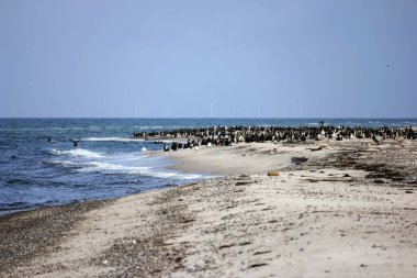 Almanya'da Darsser yerde karabatak koloni