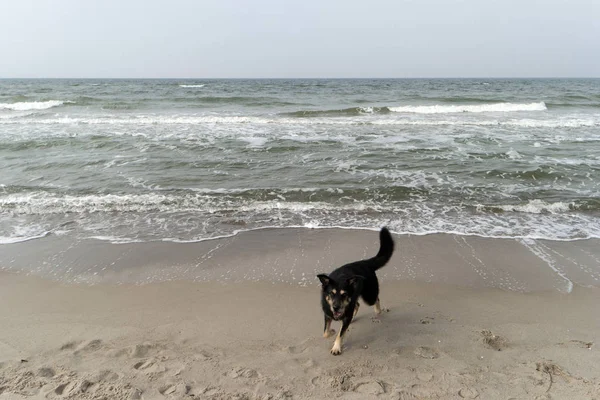 Ostseeküste bei Ahrenshoop in Deutschland — Stockfoto