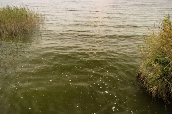 Bahía cerca de Ahrenshoop en Alemania — Foto de Stock