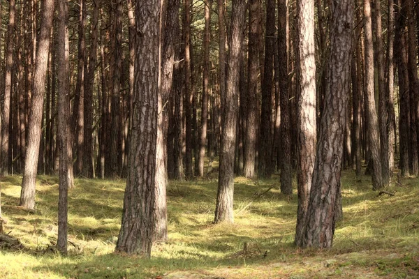 Forêt primitive sur Darss en Allemagne — Photo