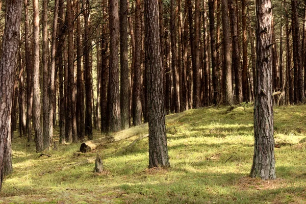 Bosque primitivo en Darss en Alemania — Foto de Stock