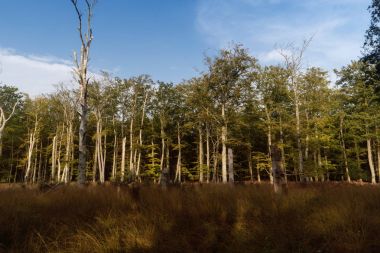 Darss Almanya'da ilkel orman