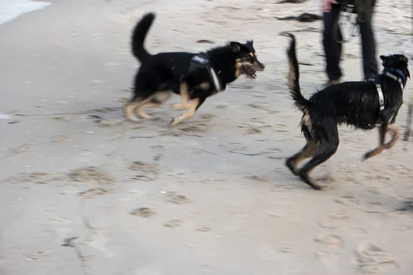 Sahilde oynarken köpekler — Stok fotoğraf