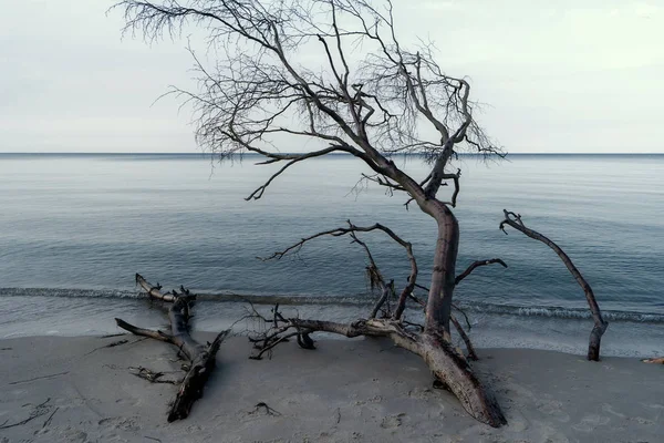 Ostseeküste Bei Ahrenshoop Deutschland — Stockfoto