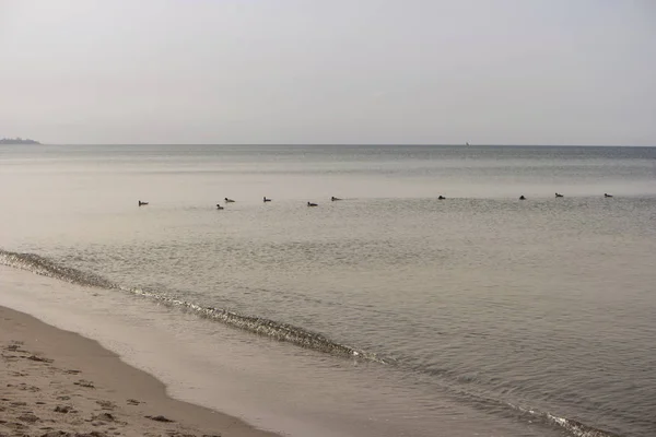 Costa del Mar Báltico cerca de Ahrenshoop en Alemania —  Fotos de Stock