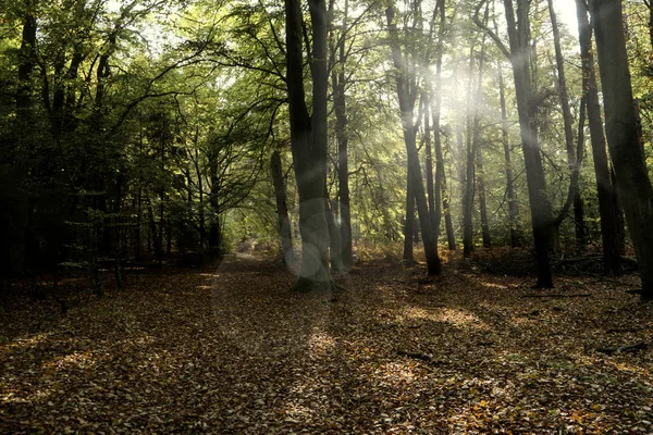 Darss Almanya'da ilkel orman