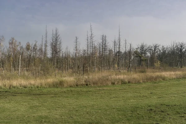 Prales na Darss v Německu — Stock fotografie