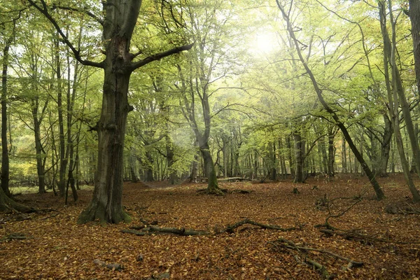 Foresta primordiale su Darss in Germania — Foto Stock