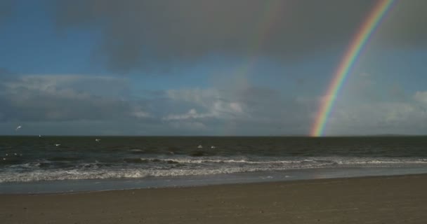 Uccelli Con Arcobaleno Sull Isola Della Frisia Settentrionale Spiaggia Amrum — Video Stock