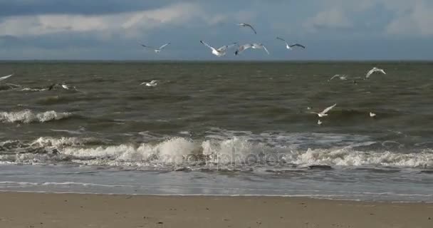 Vogels Met Regenboog Noord Friese Eiland Strand Amrum Duitsland — Stockvideo