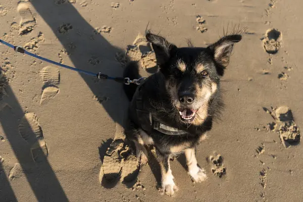 Almanya Kuzey Frisian Adası Amrum Üzerinde Köpek — Stok fotoğraf