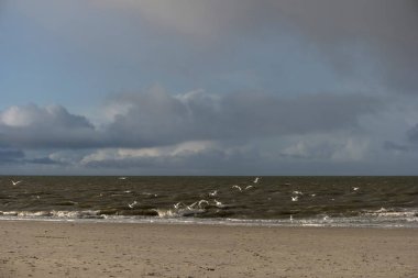 Almanya Kuzey Frisian Adası Amrum üzerinde