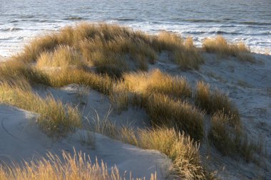 Almanya Kuzey Frisian Adası Amrum üzerinde