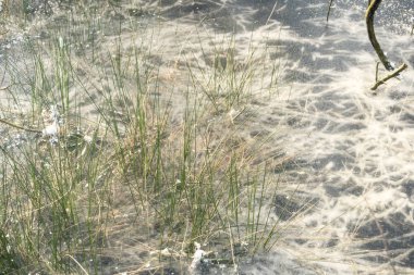 Bataklık manzara kışın Almanya'da