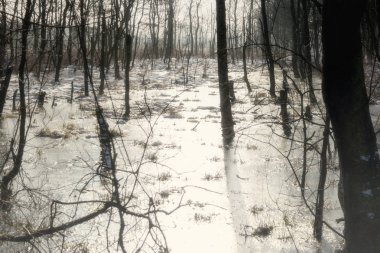 Bataklık manzara kışın Almanya'da