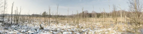 Bažinatém Terénu Německu Zimě — Stock fotografie
