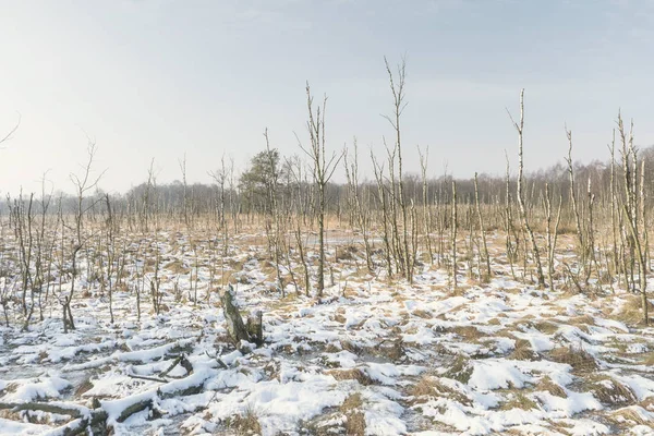 Bažinatém terénu v Německu v zimě — Stock fotografie