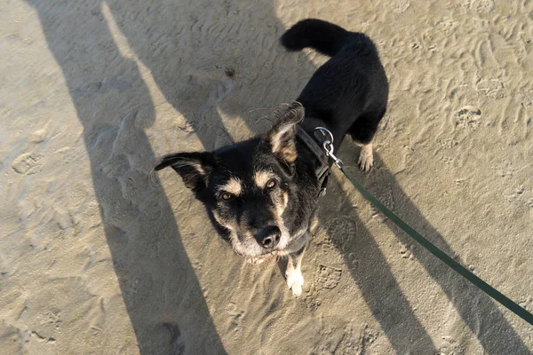 犬のビーチのザンクト ピーター オルディング ドイツ — ストック写真