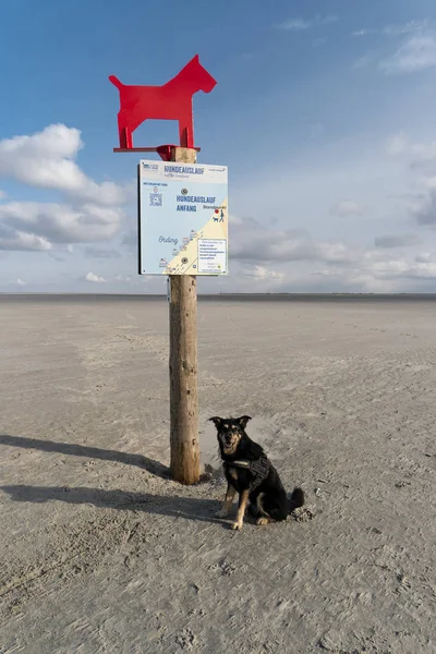 Playa del perro de San Pedro-Ording en Alemania —  Fotos de Stock