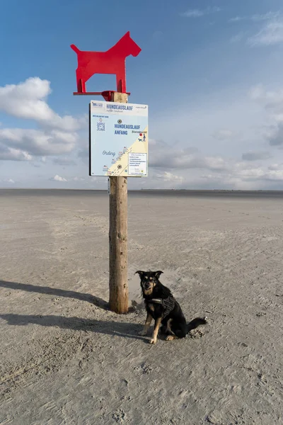 Dog Beach de St. Peter-Ording na Alemanha — Fotografia de Stock
