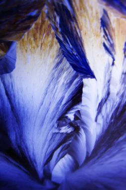 Polarize ışıktaki tartarik asit kristalleri