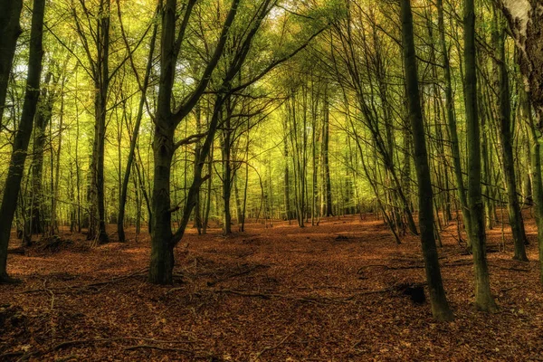 Kaltenhofer Moor in Schleswig-Holstein — Stockfoto