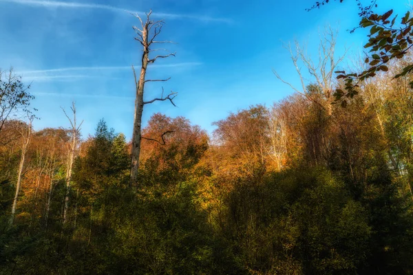 Kaltenhofer Moor i Schleswig-Holstein i Tyskland — Stockfoto