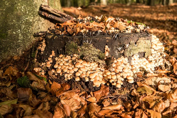 Žampiony na pařezu stromu v lese — Stock fotografie