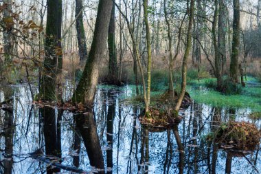 Almanya 'nın kuzeyinde Schleswig-Holstein eyâletinde Kaltenhofer Moor
