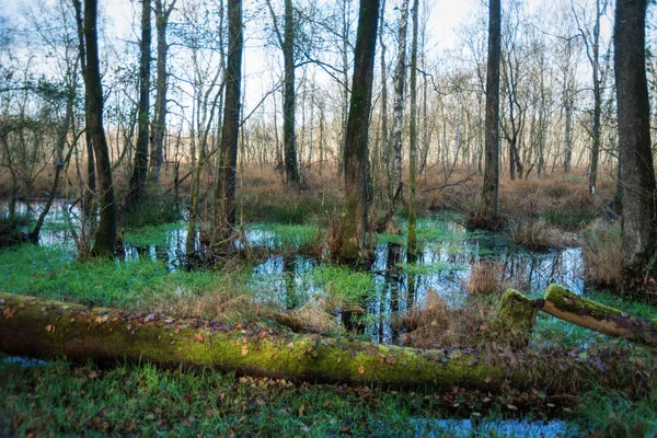 Kaltenhofer Moor em Schleswig-Holstein, na Alemanha — Fotografia de Stock