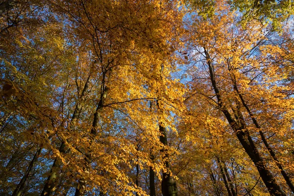 Kaltenhofer Moor dans le Schleswig-Holstein en Allemagne — Photo