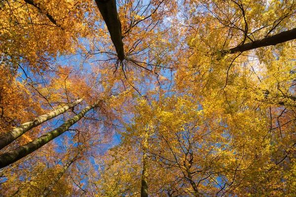 Kaltenhofer Moor em Schleswig-Holstein, na Alemanha — Fotografia de Stock