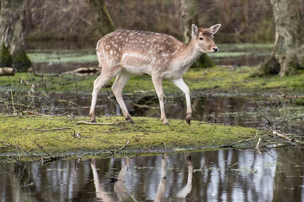 ドイツの湿地の風景の中に鹿 — ストック写真