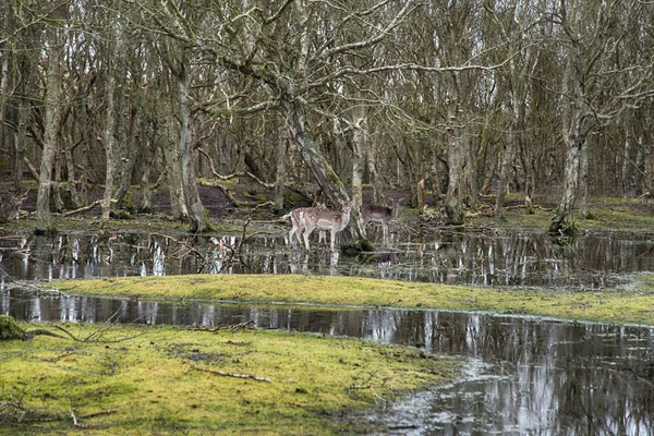 Deer in a swamp landscape in Germany — Stock Photo, Image