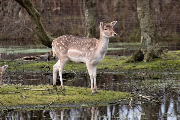 Cervi in un paesaggio paludoso in Germania — Foto Stock