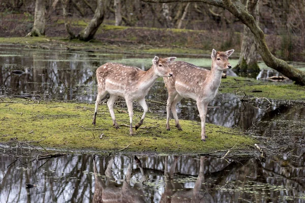 Veado em uma paisagem de pântano na Alemanha — Fotografia de Stock