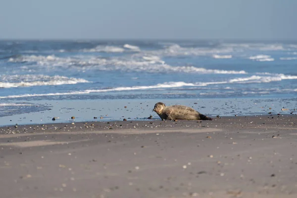 密封在德国 Amrum 海滩上 — 图库照片