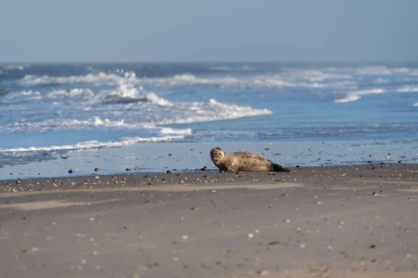 Selo na praia de Amrum na Alemanha — Fotografia de Stock