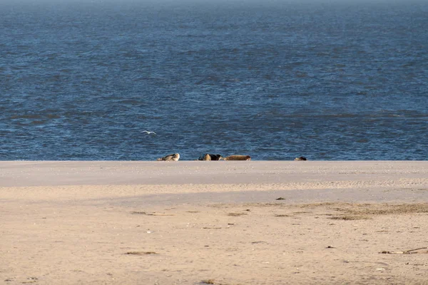 Zeehonden op het strand van Amrum in Duitsland — Stockfoto