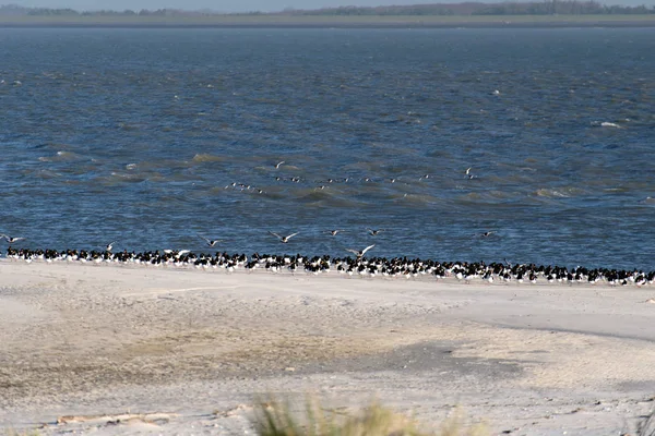 Oiseaux sur la plage de l'île de Amrum en Frise du Nord en Allemagne — Photo